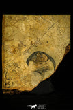 30414 - Detailed 1.31 Inch Esmeraldina sp Lower Cambrian Trilobite - Nevada USA