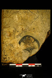 30414 - Detailed 1.31 Inch Esmeraldina sp Lower Cambrian Trilobite - Nevada USA