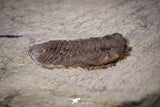 20144 - Rare 0.65 Inch Parabathycheilus cf. gallicus Lower Ordovician Fezouata Fm