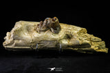 21003 -  Extremely Rare 7.20 Inch Partial Pappocetus lugardi (Whale Ancestor) Jaw Bone