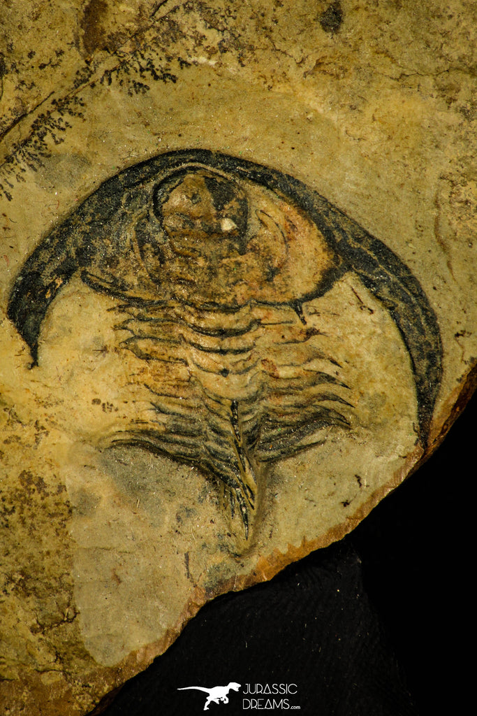 30414 - Detailed 1.31 Inch Esmeraldina sp Lower Cambrian Trilobite - Nevada USA