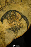 30414 - Detailed 1.31 Inch Esmeraldina sp Lower Cambrian Trilobite - Nevada USA