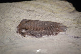 20144 - Rare 0.65 Inch Parabathycheilus cf. gallicus Lower Ordovician Fezouata Fm