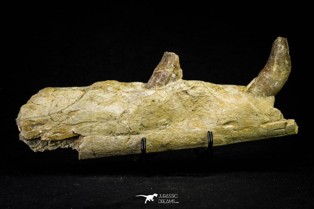 21004 -  Top Rare 7.28 Inch Partial Pappocetus lugardi (Whale Ancestor) Jaw Bone Eocene