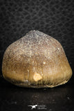 07276 - Top Quality 1.07 Inch Globidens phosphaticus (Mosasaur) Tooth Cretaceous
