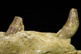 21004 -  Top Rare 7.28 Inch Partial Pappocetus lugardi (Whale Ancestor) Jaw Bone Eocene