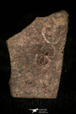 30415 - Rare 0.21 Inch Thoracocare minuta Cambrian Trilobite - Idaho USA