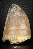 07277 - Top Rare 1.66 Inch Huge Prognathodon curii (Mosasaur) Tooth Late Cretaceous