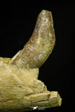 21004 -  Top Rare 7.28 Inch Partial Pappocetus lugardi (Whale Ancestor) Jaw Bone Eocene