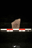 30415 - Rare 0.21 Inch Thoracocare minuta Cambrian Trilobite - Idaho USA