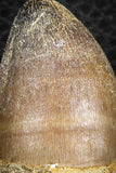 07277 - Top Rare 1.66 Inch Huge Prognathodon curii (Mosasaur) Tooth Late Cretaceous