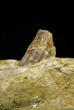 21004 -  Top Rare 7.28 Inch Partial Pappocetus lugardi (Whale Ancestor) Jaw Bone Eocene