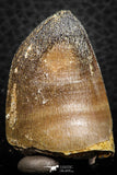 07277 - Top Rare 1.66 Inch Huge Prognathodon curii (Mosasaur) Tooth Late Cretaceous