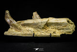 21004 -  Top Rare 7.28 Inch Partial Pappocetus lugardi (Whale Ancestor) Jaw Bone Eocene