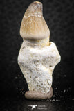 07278 - Great Rooted 1.47 Inch Globidens phosphaticus (Mosasaur) Tooth Cretaceous