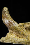 21004 -  Top Rare 7.28 Inch Partial Pappocetus lugardi (Whale Ancestor) Jaw Bone Eocene