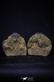 20146 - Great 1.33 Inch Calymene sp Upper Ordovician Trilobite in Nodule Pos/Neg
