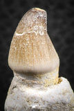 07278 - Great Rooted 1.47 Inch Globidens phosphaticus (Mosasaur) Tooth Cretaceous