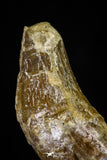 21004 -  Top Rare 7.28 Inch Partial Pappocetus lugardi (Whale Ancestor) Jaw Bone Eocene