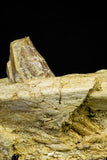 21004 -  Top Rare 7.28 Inch Partial Pappocetus lugardi (Whale Ancestor) Jaw Bone Eocene
