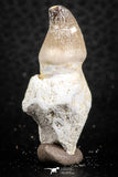 07278 - Great Rooted 1.47 Inch Globidens phosphaticus (Mosasaur) Tooth Cretaceous