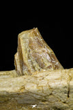 21004 -  Top Rare 7.28 Inch Partial Pappocetus lugardi (Whale Ancestor) Jaw Bone Eocene