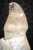 07278 - Great Rooted 1.47 Inch Globidens phosphaticus (Mosasaur) Tooth Cretaceous