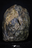 20146 - Great 1.33 Inch Calymene sp Upper Ordovician Trilobite in Nodule Pos/Neg