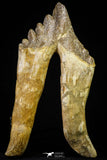 21005 -  Top Huge 6.22 Inch Pappocetus lugardi (Whale Ancestor) Molar Rooted Tooth Eocene