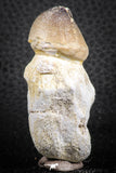 07279 - Great Rooted 2.22 Inch Globidens phosphaticus (Mosasaur) Tooth Cretaceous