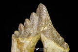21005 -  Top Huge 6.22 Inch Pappocetus lugardi (Whale Ancestor) Molar Rooted Tooth Eocene