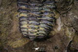 20146 - Great 1.33 Inch Calymene sp Upper Ordovician Trilobite in Nodule Pos/Neg