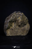 20146 - Great 1.33 Inch Calymene sp Upper Ordovician Trilobite in Nodule Pos/Neg