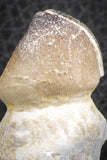 07279 - Great Rooted 2.22 Inch Globidens phosphaticus (Mosasaur) Tooth Cretaceous
