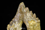 21005 -  Top Huge 6.22 Inch Pappocetus lugardi (Whale Ancestor) Molar Rooted Tooth Eocene