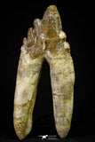 21006 - Top Rare 4.94 Inch Pappocetus lugardi (Whale Ancestor) Molar Rooted Tooth