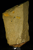 30418 - Beautiful 0.19 Inch Delgadella cf. souzai Lower Cambrian Trilobite - Morocco