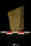30418 - Beautiful 0.19 Inch Delgadella cf. souzai Lower Cambrian Trilobite - Morocco