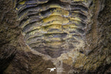 20146 - Great 1.33 Inch Calymene sp Upper Ordovician Trilobite in Nodule Pos/Neg
