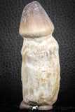 07280 - Great Rooted 3.17 Inch Globidens phosphaticus (Mosasaur) Tooth Cretaceous