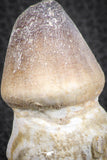 07280 - Great Rooted 3.17 Inch Globidens phosphaticus (Mosasaur) Tooth Cretaceous