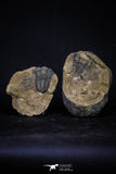 20147 - Great 1.94 Inch Calymene sp Upper Ordovician Trilobite in Nodule Pos/Neg