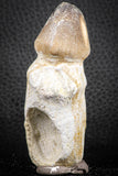 07280 - Great Rooted 3.17 Inch Globidens phosphaticus (Mosasaur) Tooth Cretaceous