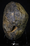 20147 - Great 1.94 Inch Calymene sp Upper Ordovician Trilobite in Nodule Pos/Neg