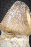 07280 - Great Rooted 3.17 Inch Globidens phosphaticus (Mosasaur) Tooth Cretaceous