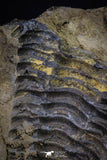 20147 - Great 1.94 Inch Calymene sp Upper Ordovician Trilobite in Nodule Pos/Neg