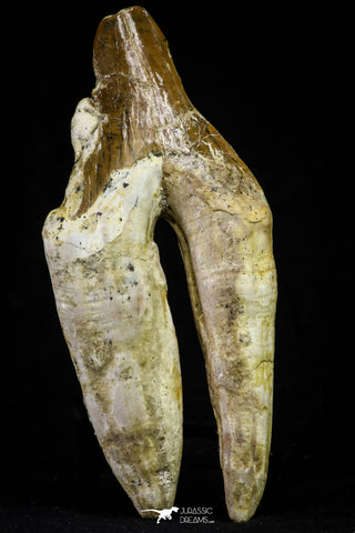 21008 - Top Rare 4.73 Inch Pappocetus lugardi (Whale Ancestor) Molar Rooted Tooth