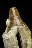 21008 - Top Rare 4.73 Inch Pappocetus lugardi (Whale Ancestor) Molar Rooted Tooth