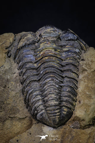 20147 - Great 1.94 Inch Calymene sp Upper Ordovician Trilobite in Nodule Pos/Neg