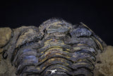 20147 - Great 1.94 Inch Calymene sp Upper Ordovician Trilobite in Nodule Pos/Neg
